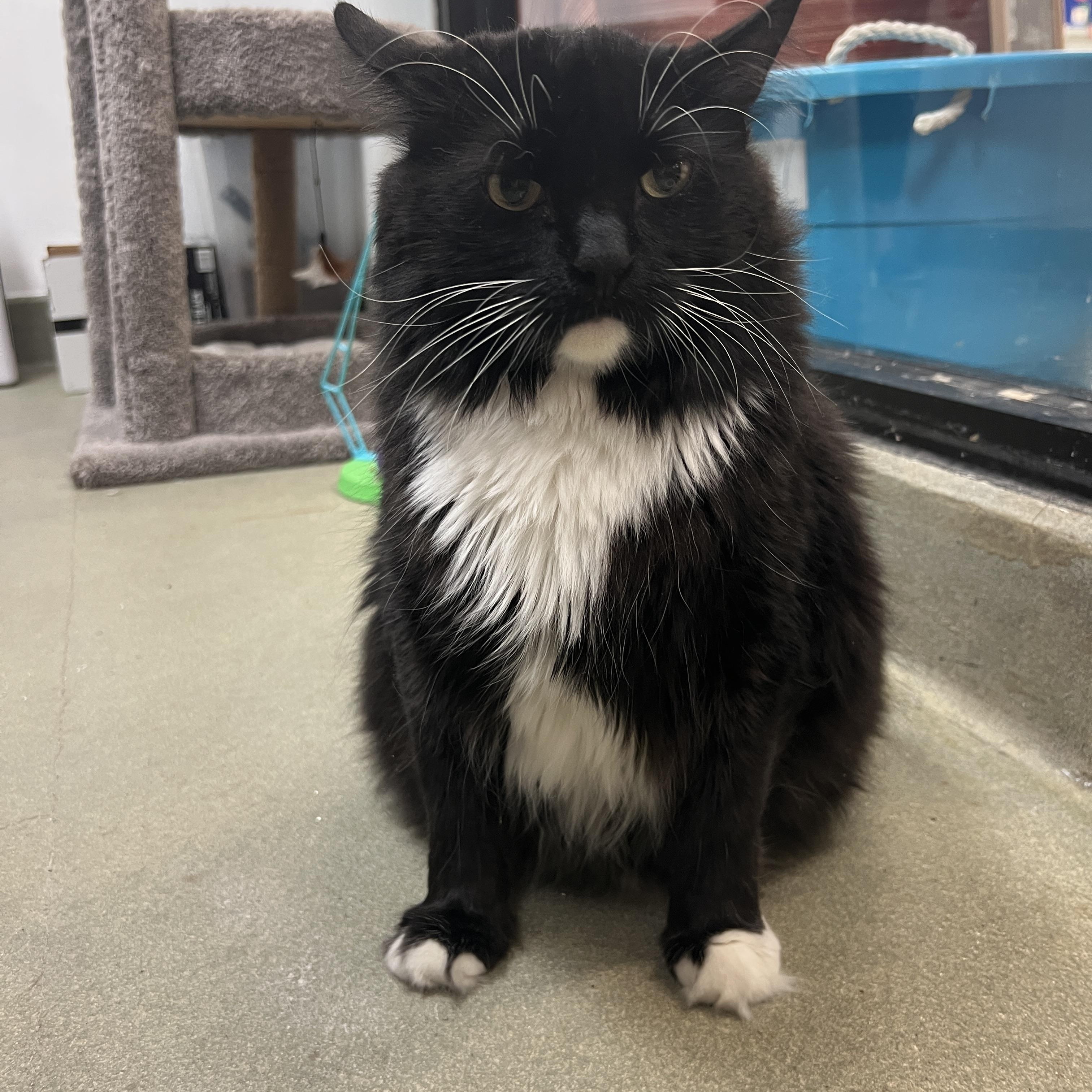 Bunny, ADOPTABLE, Adult Female Manx & Tuxedo.