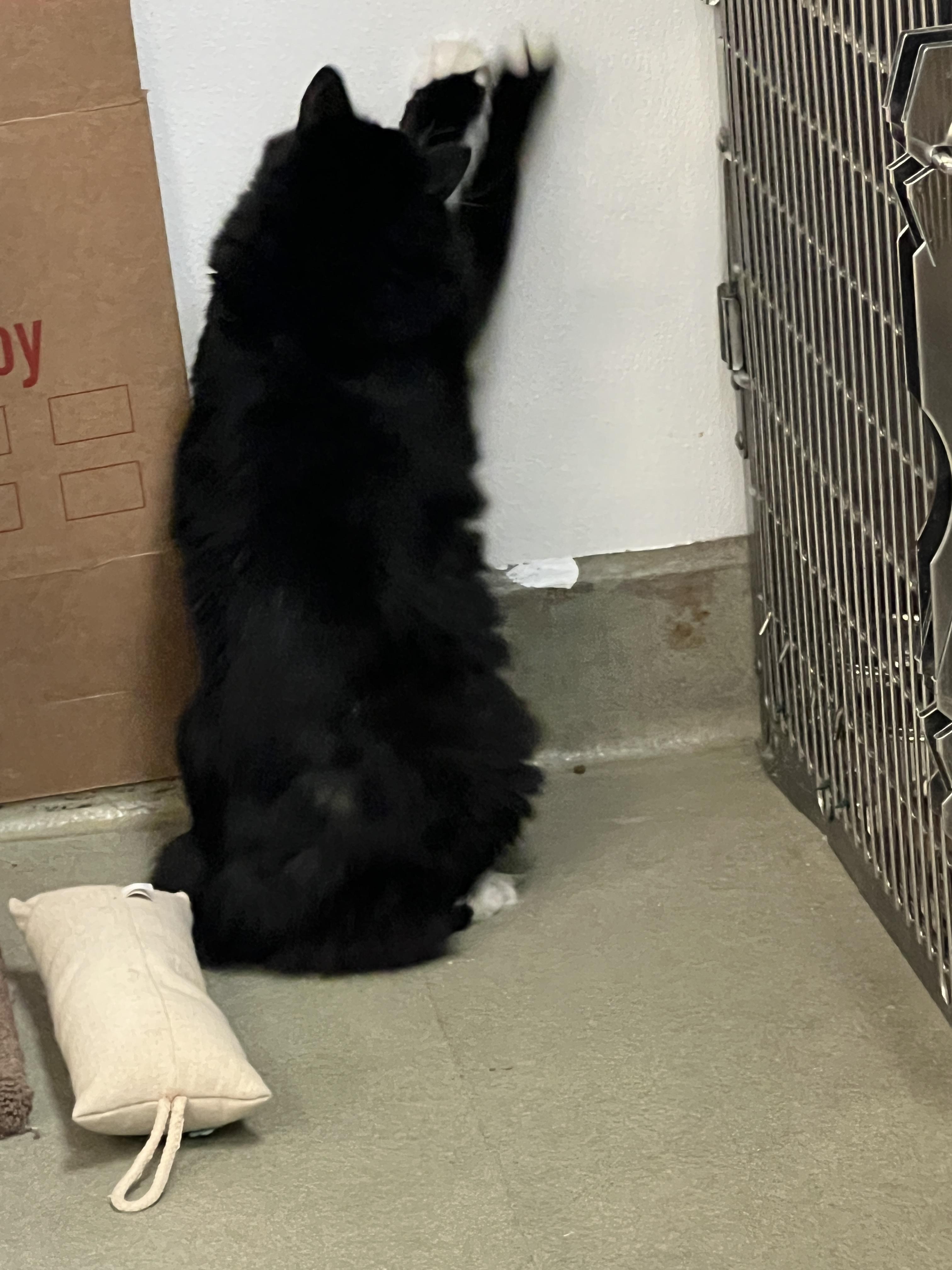 Enlarge Bunny, a ADOPTABLE mixed breed in Bradenton, FL image 5/6