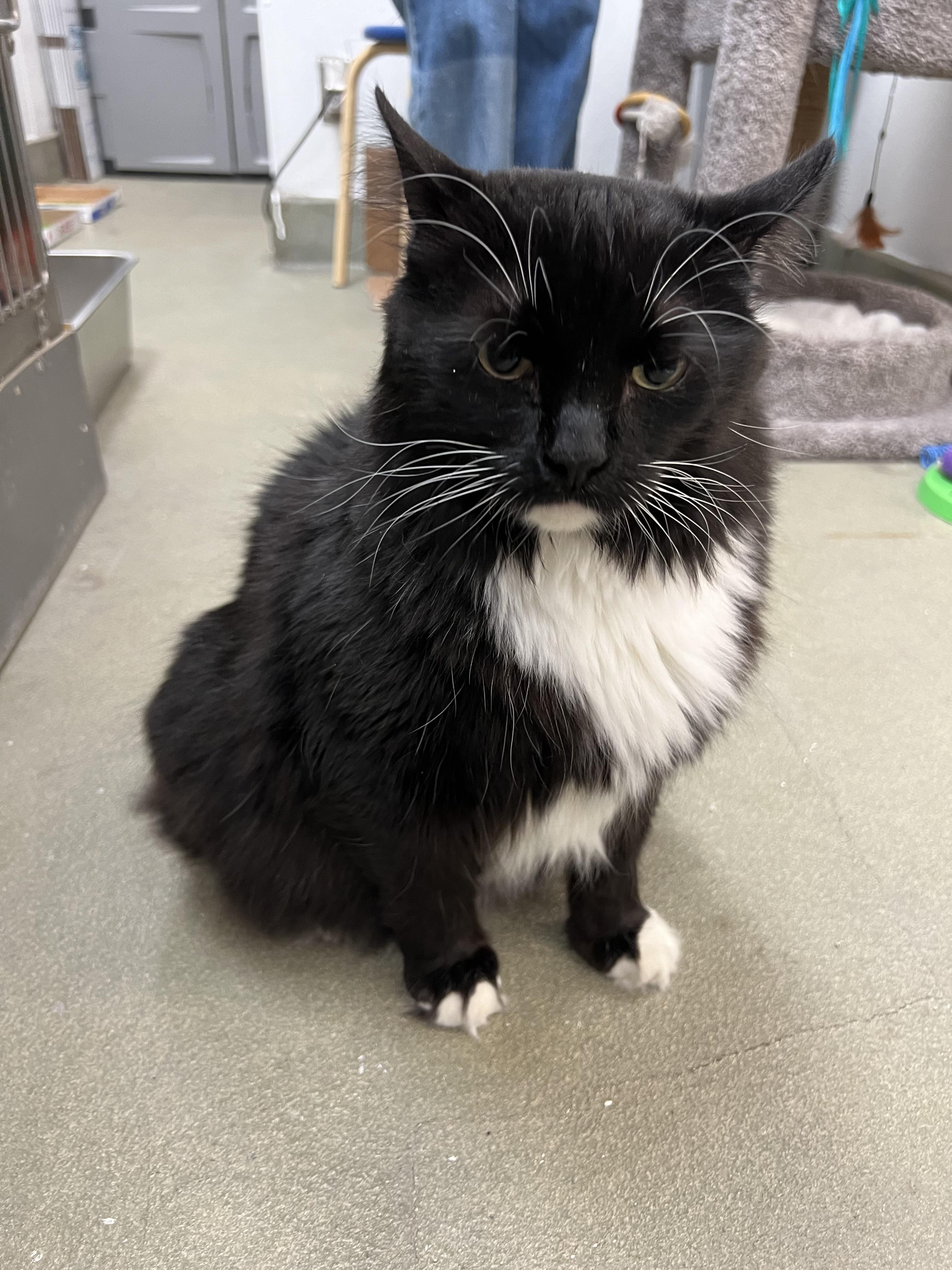 Enlarge Bunny, a ADOPTABLE mixed breed in Bradenton, FL image 3/6