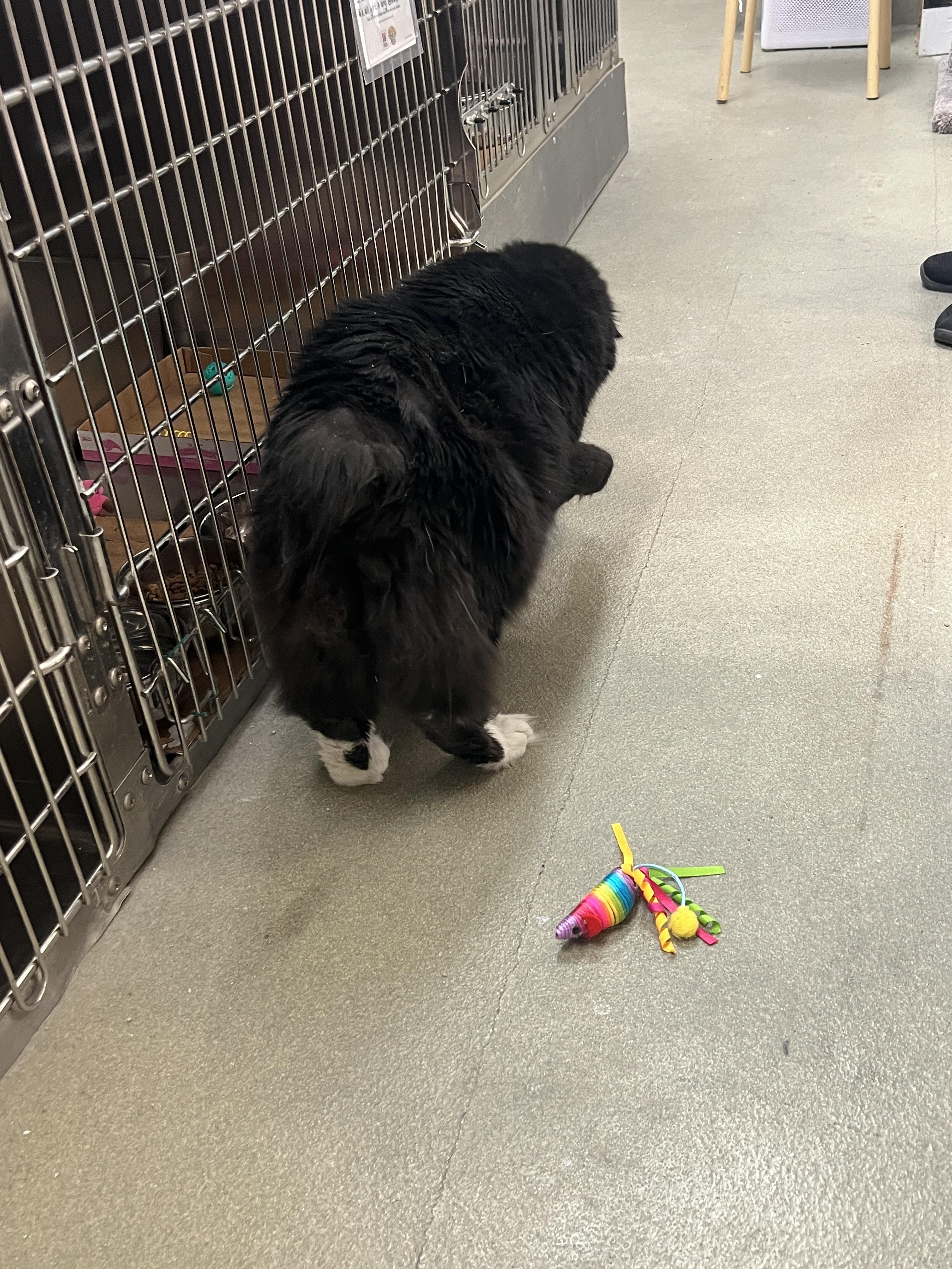 Enlarge Bunny, a ADOPTABLE mixed breed in Bradenton, FL image 6/6