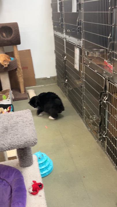 Enlarge Bunny, a ADOPTABLE mixed breed in Bradenton, FL video 4/6