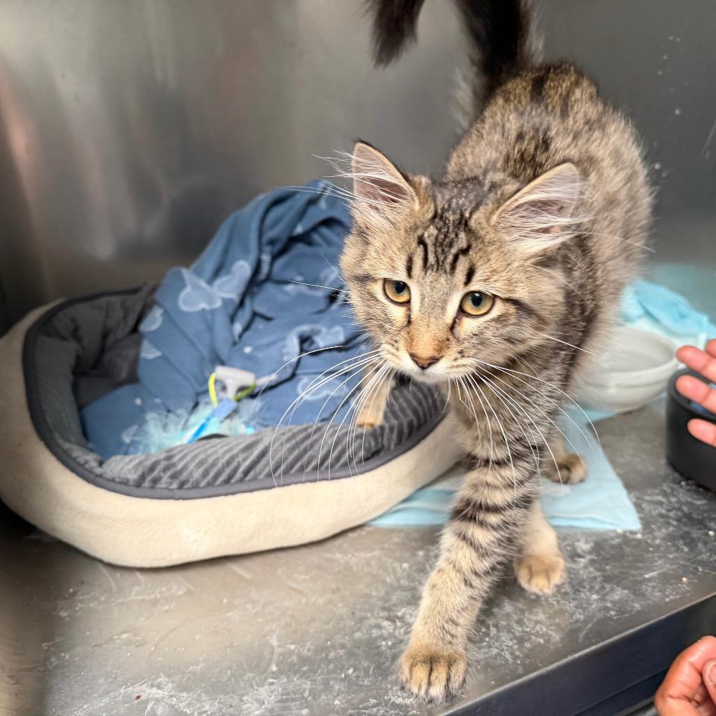 Jasmine, Adoptable, Kitten Female Domestic Short Hair & Ragdoll.