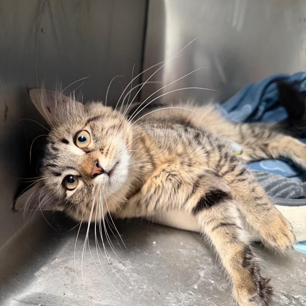 Jasmine, a Adoptable mixed breed in Long Beach, CA image 2/3