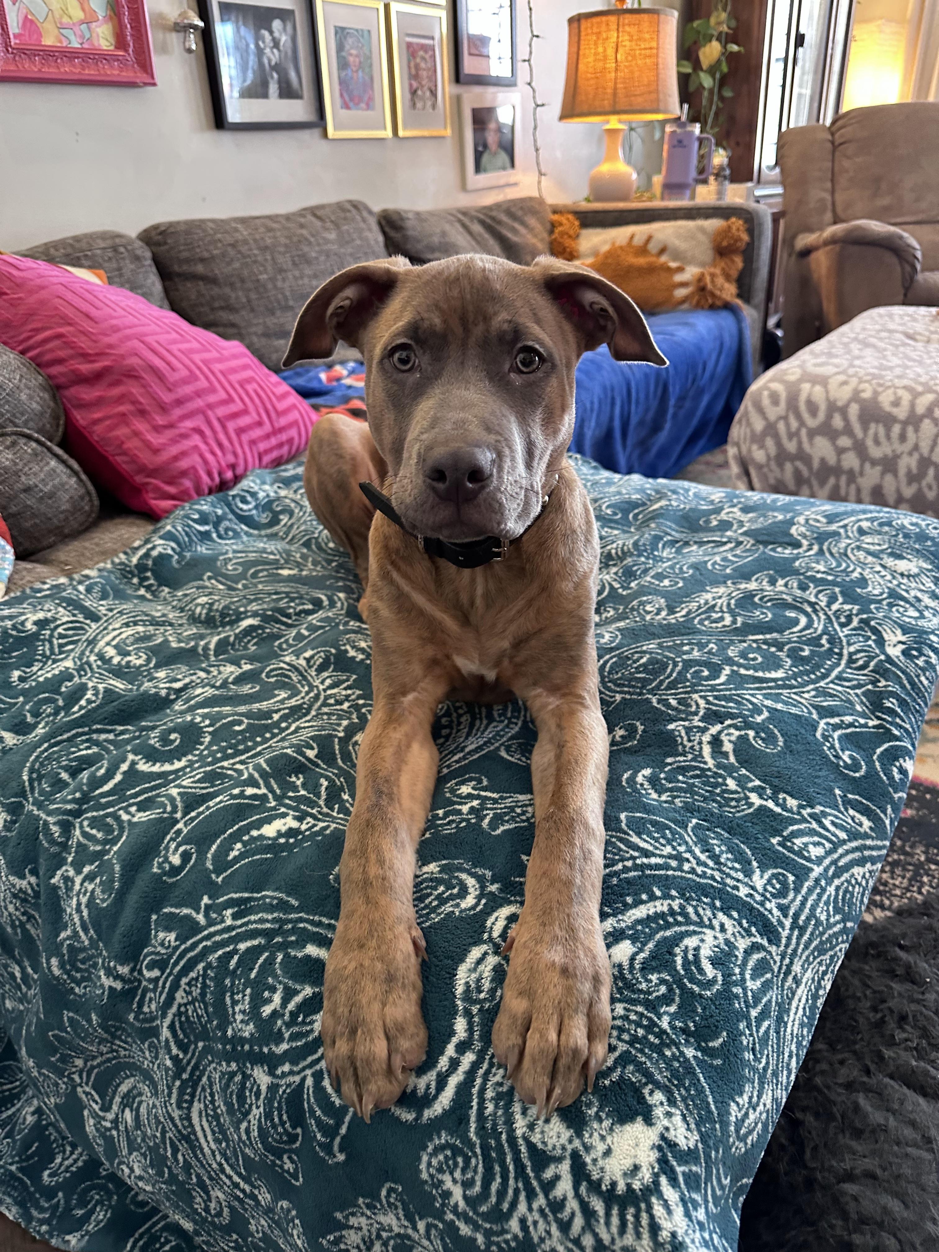 Bruno, Adopted, Young Male Pit Bull Terrier & American Staffordshire Terrier.