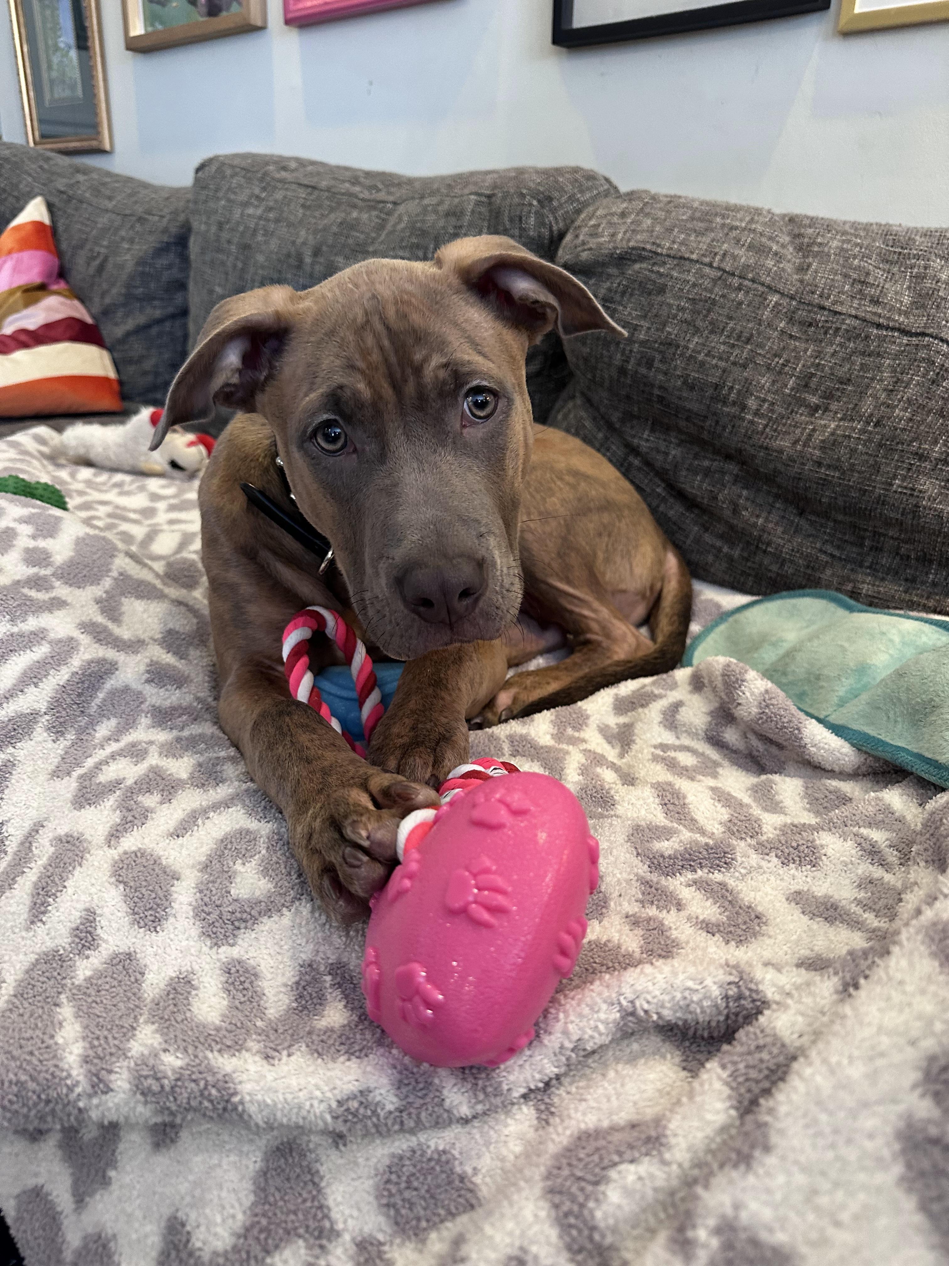 Enlarge Bruno, a Adopted mixed breed in Troy, MI image 2/6