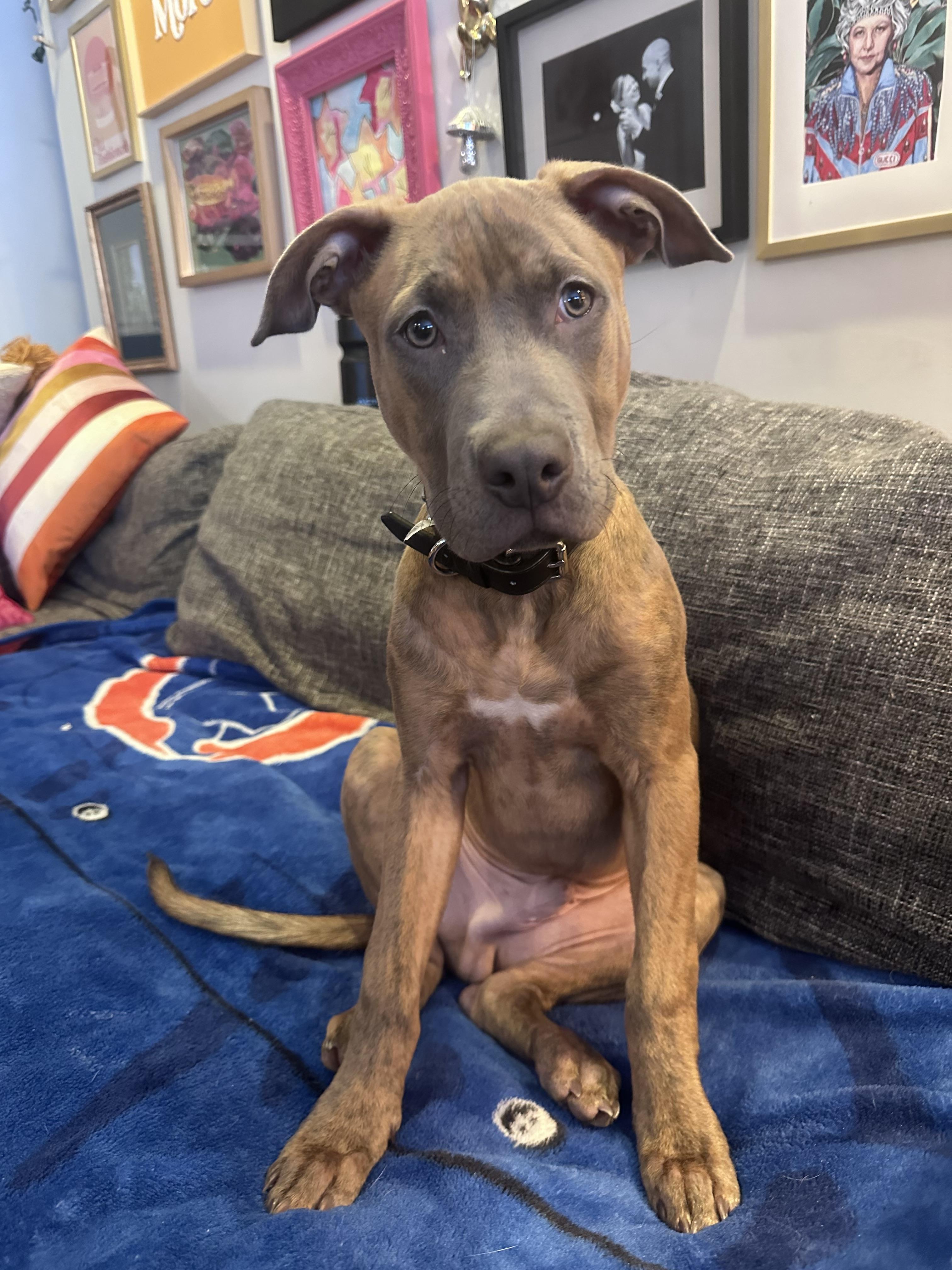 Enlarge Bruno, a Adopted mixed breed in Troy, MI image 3/6