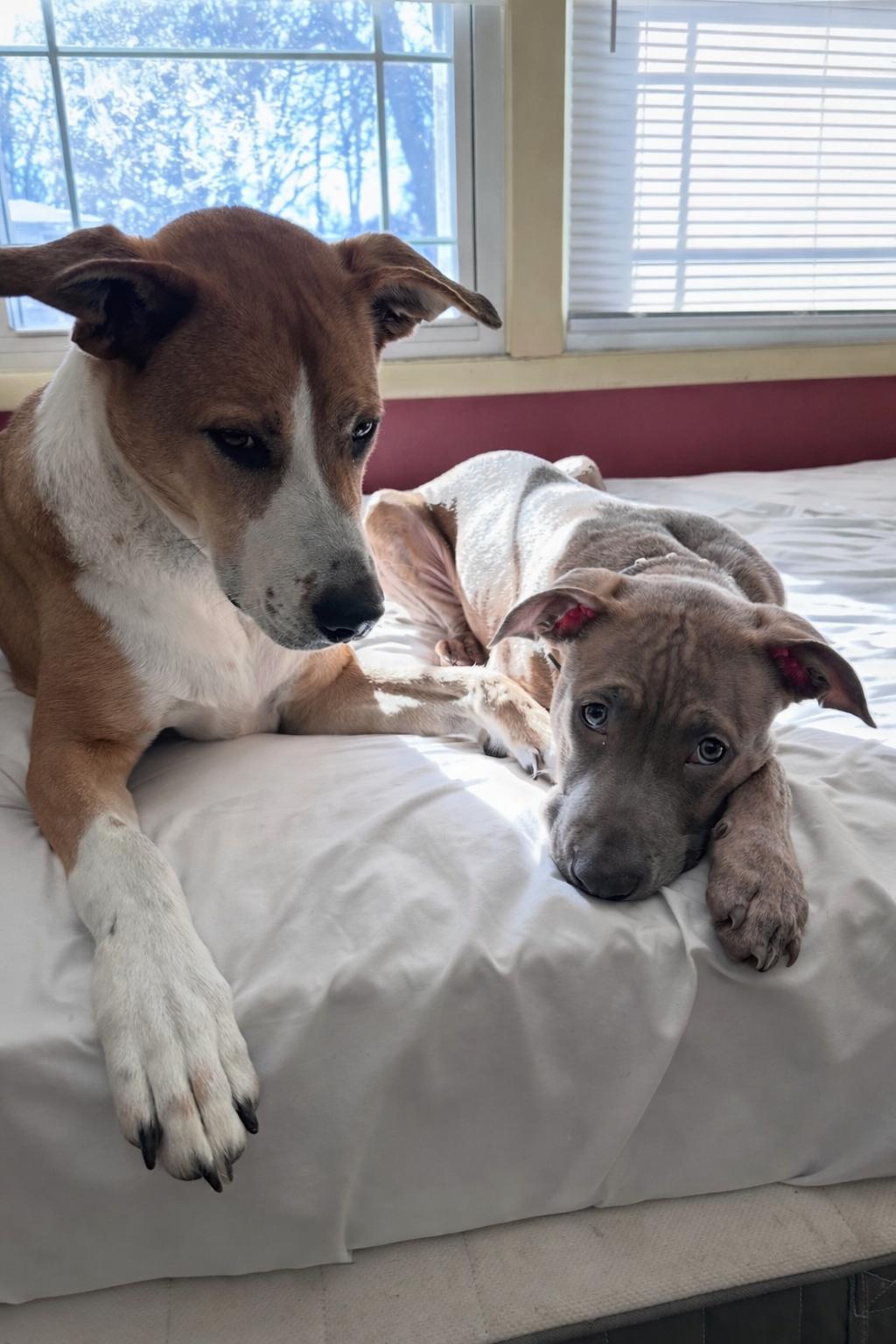 Enlarge Bruno, a Adopted mixed breed in Troy, MI image 4/6