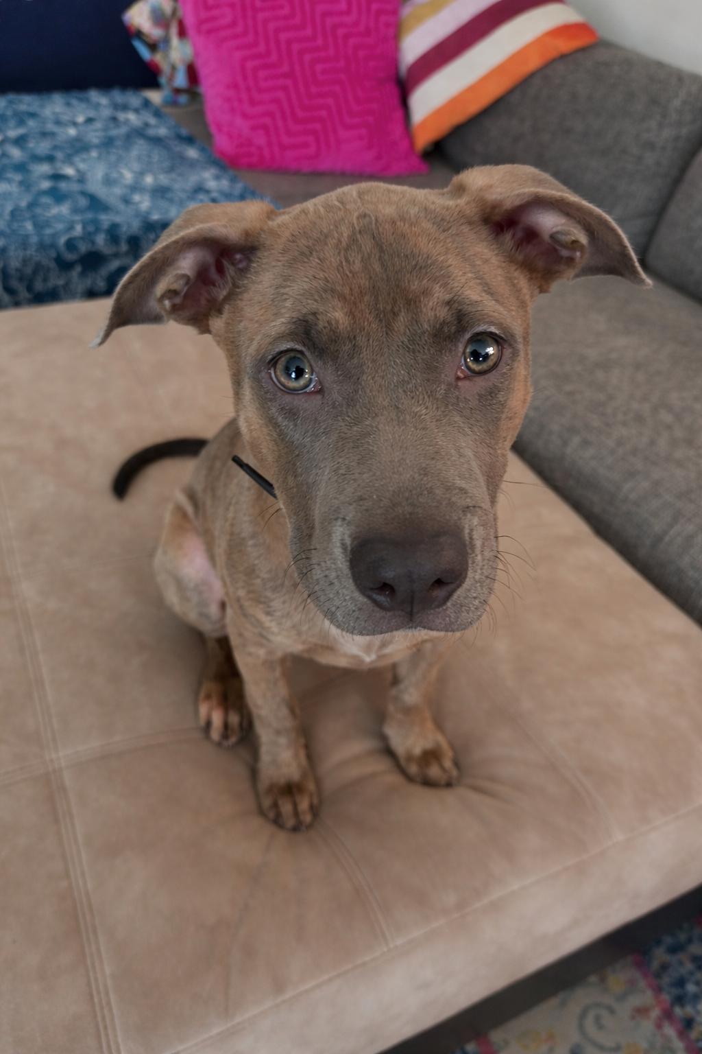 Enlarge Bruno, a Adopted mixed breed in Troy, MI image 5/6