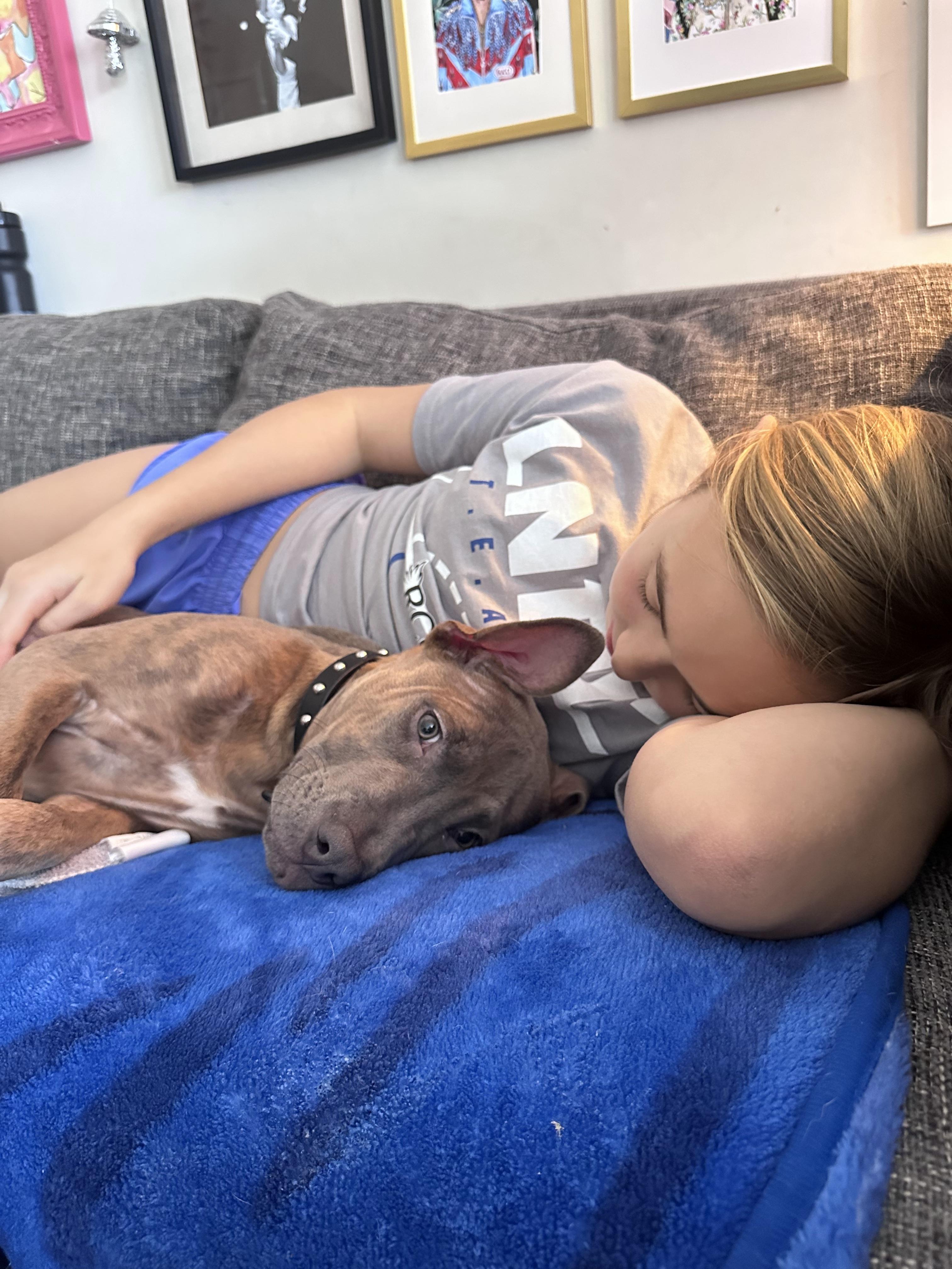 Enlarge Bruno, a Adopted mixed breed in Troy, MI image 6/6