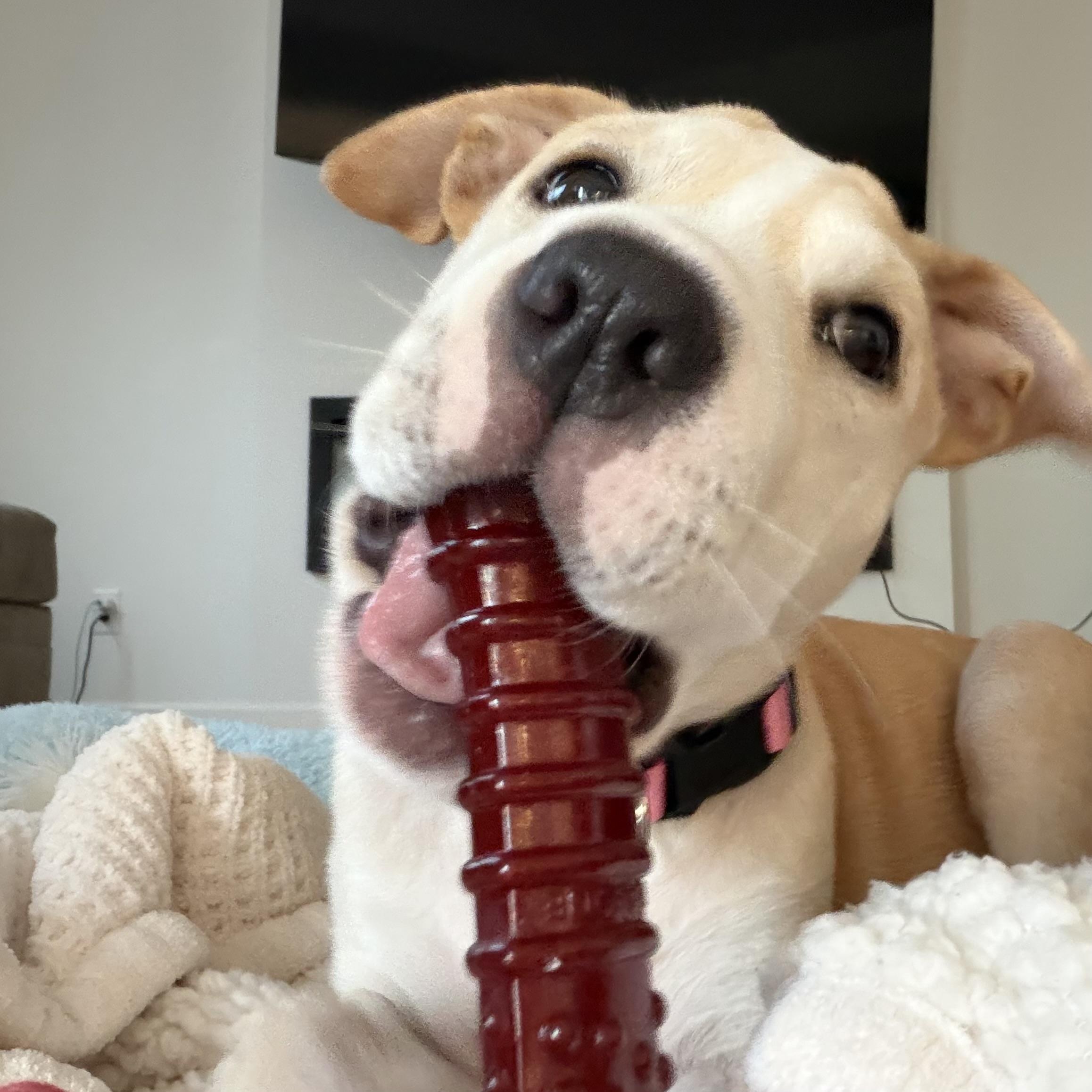 Enlarge Pixie, a Adoptable mixed breed in Prior Lake, MN image 2/5