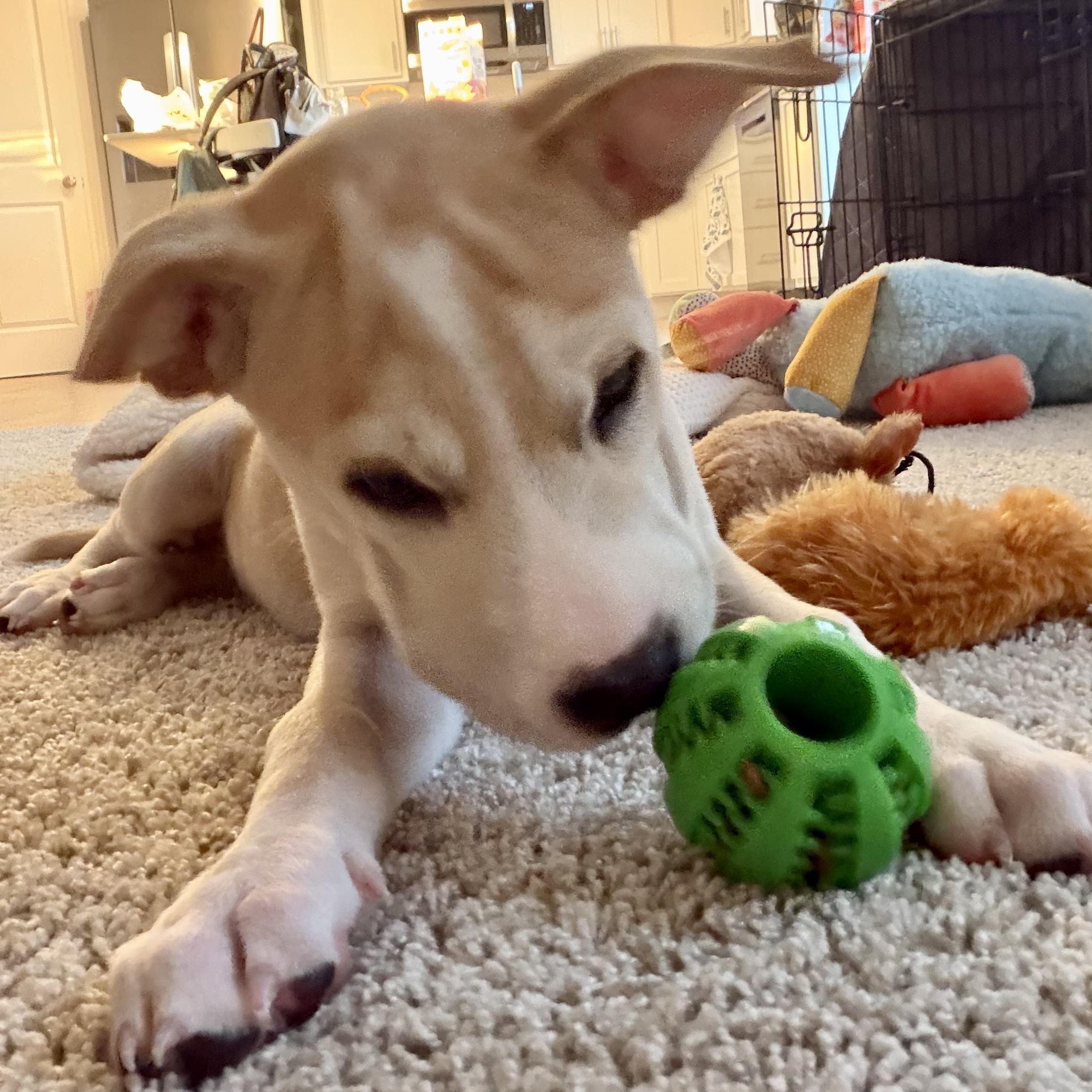 Enlarge Pixie, a Adoptable mixed breed in Prior Lake, MN image 3/5