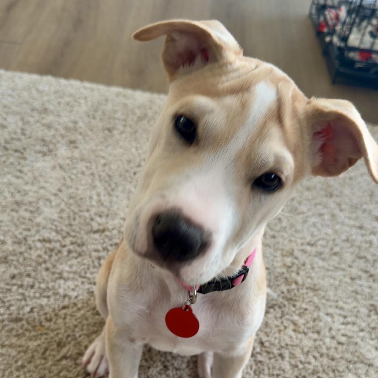 Enlarge Pixie, a Adoptable mixed breed in Prior Lake, MN image 1/5
