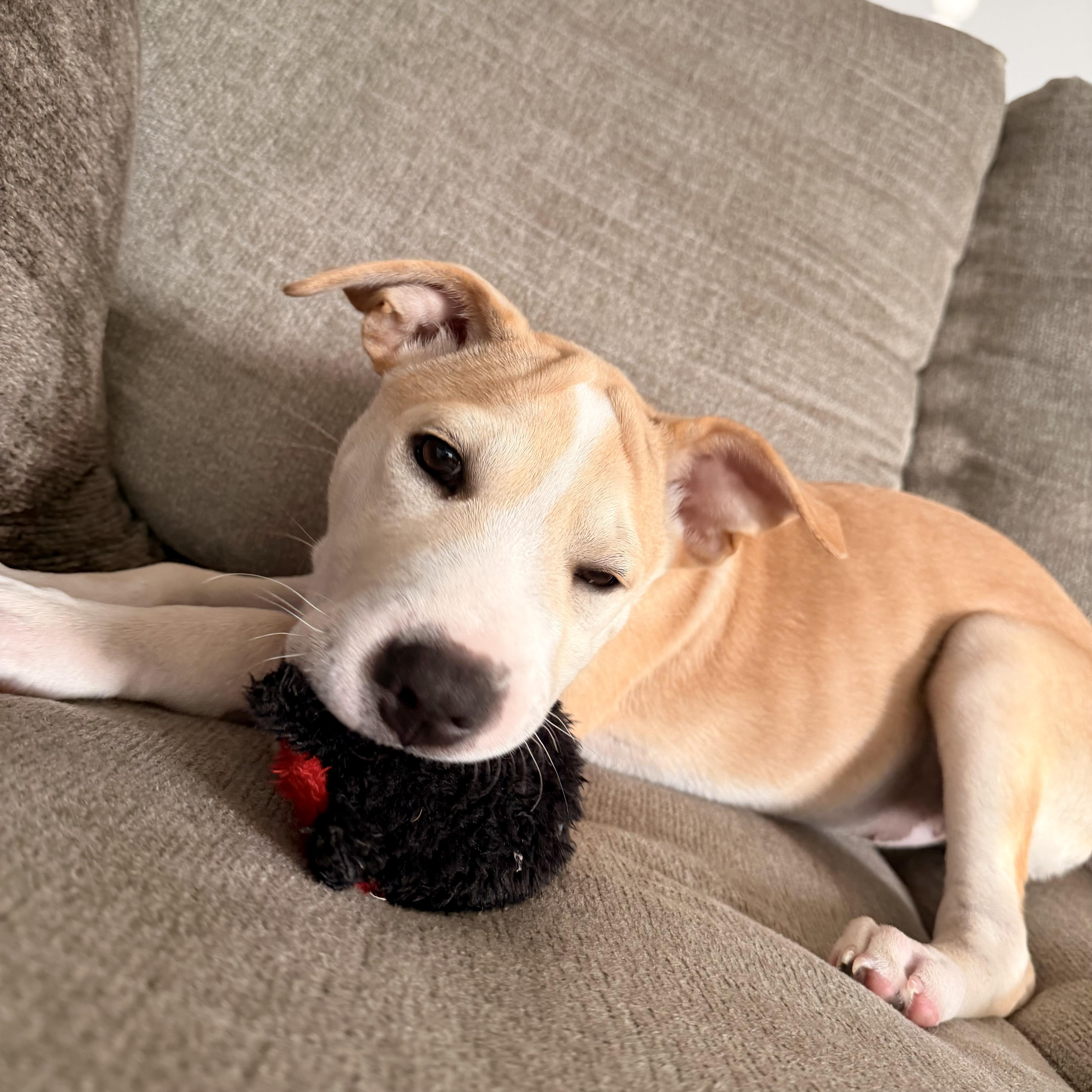 Enlarge Pixie, a Adoptable mixed breed in Prior Lake, MN image 4/5
