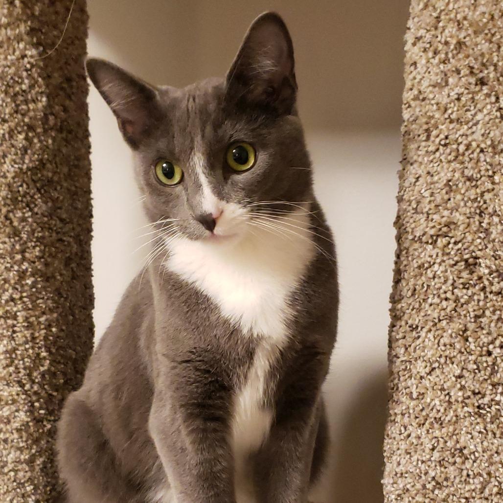 Oakley, a Adoptable Domestic Short Hair in Springfield, OR image 1/5