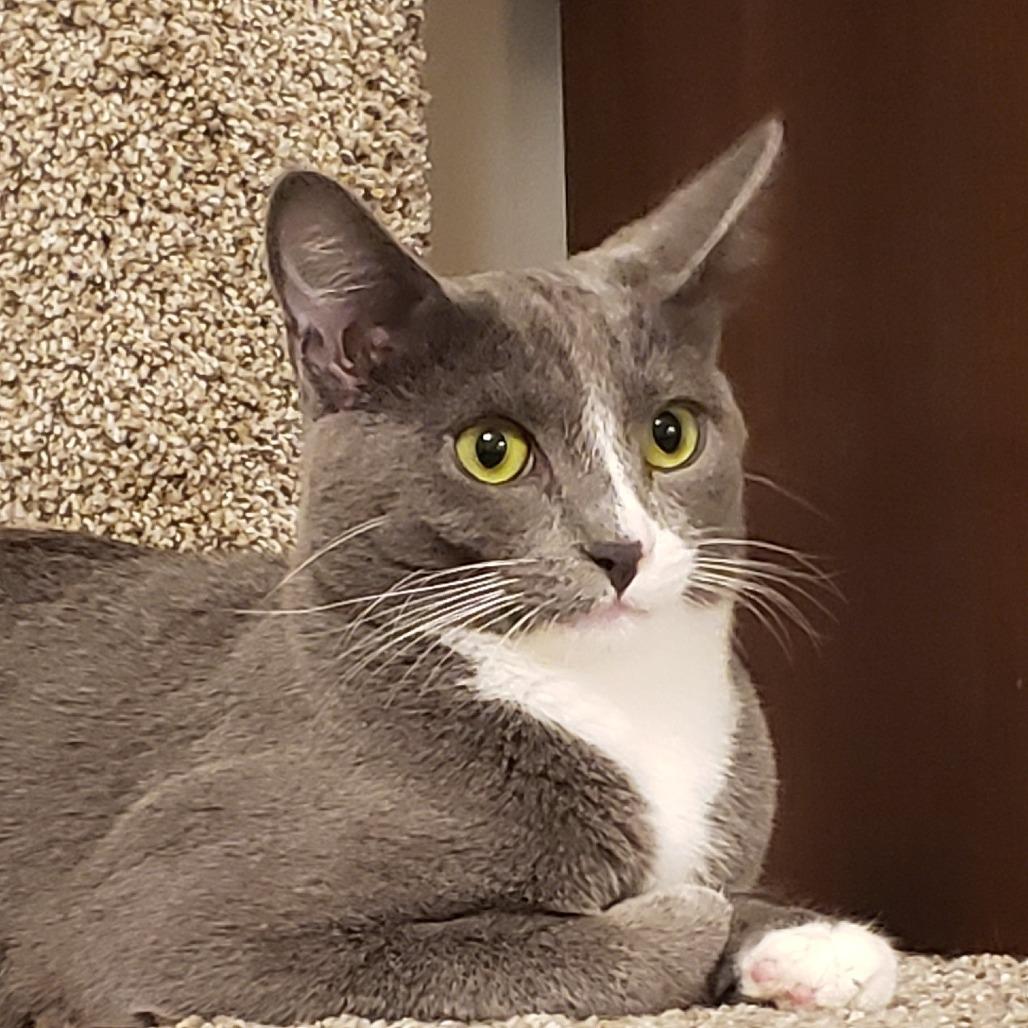 Oakley, a Adoptable Domestic Short Hair in Springfield, OR image 2/5
