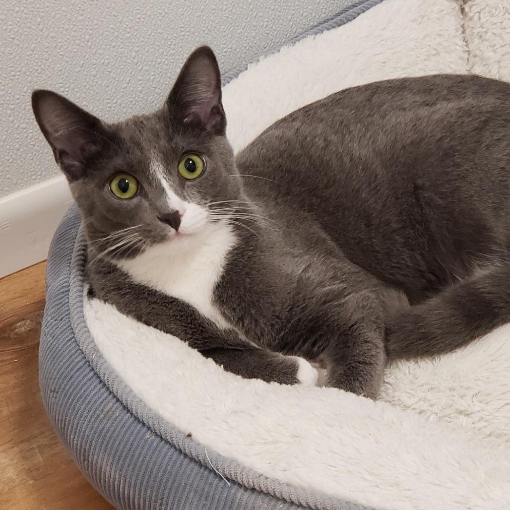 Oakley, a Adoptable Domestic Short Hair in Springfield, OR image 3/5