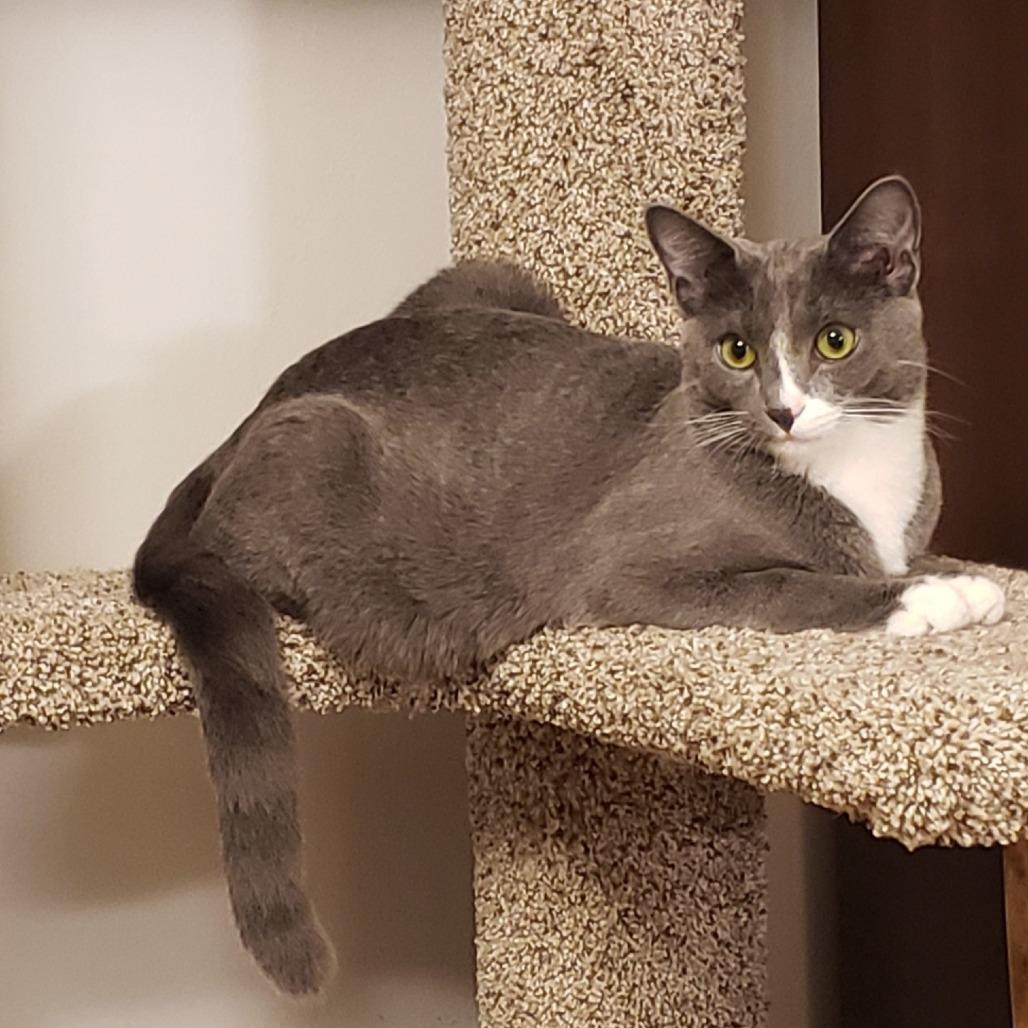 Oakley, a Adoptable Domestic Short Hair in Springfield, OR image 4/5