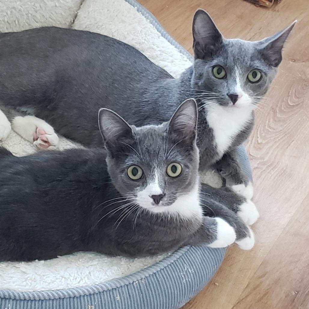 Oakley, a Adoptable Domestic Short Hair in Springfield, OR image 5/5