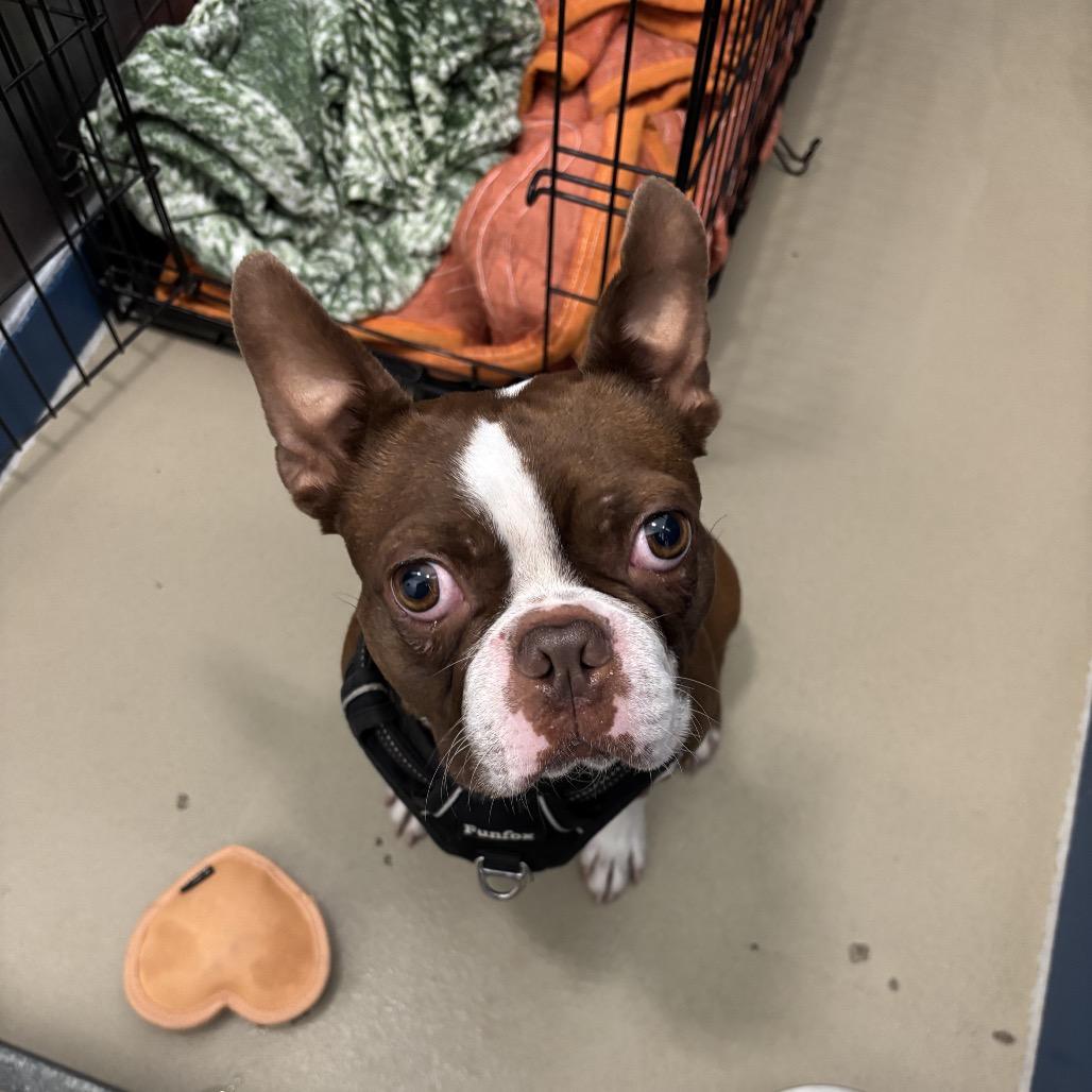 Ace, Adoptable, Adult Male Boston Terrier.