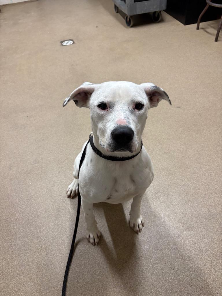 Enlarge Koba, a Adoptable Mixed Breed in Waverly, NY image 1/2