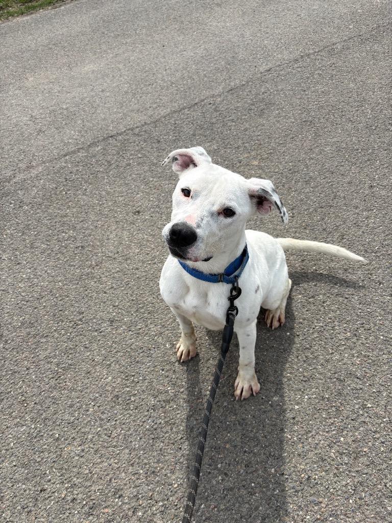 Enlarge Koba, a Adoptable Mixed Breed in Waverly, NY image 2/2