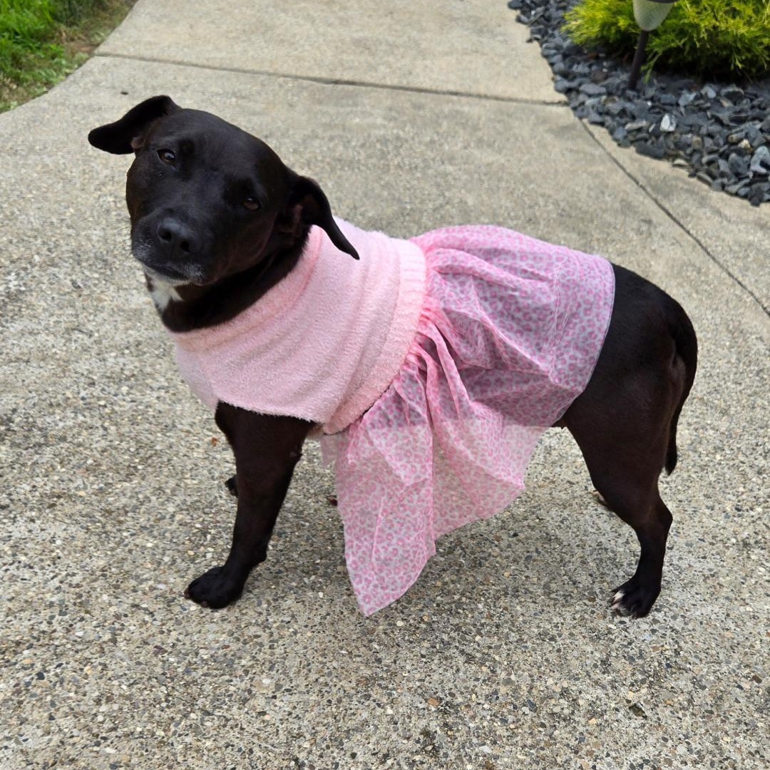CICI, Adoptable, Adult Female Terrier & Patterdale Terrier / Fell Terrier.