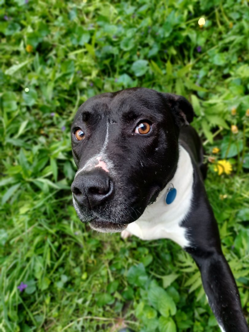 Turtle, Adoptable, Adult Male Pit Bull Terrier.