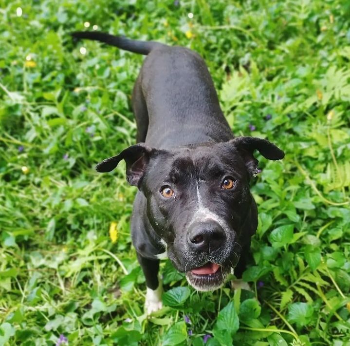 Enlarge Turtle, a Adoptable mixed breed in Detroit, MI image 2/6