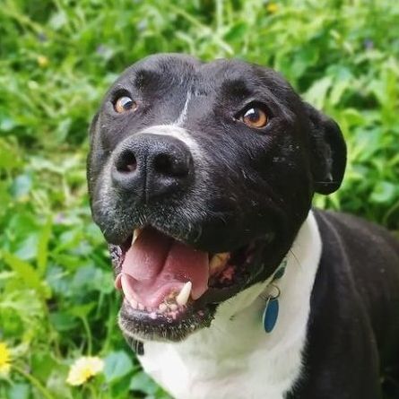 Enlarge Turtle, a Adoptable mixed breed in Detroit, MI image 3/6