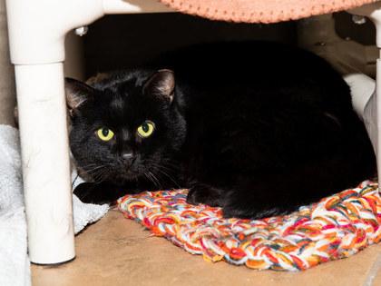 Jeep, Adoptable, Adult Male Domestic Short Hair & Domestic Short Hair.