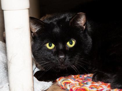 Enlarge Jeep, a Adoptable mixed breed in Longmont, CO image 2/2