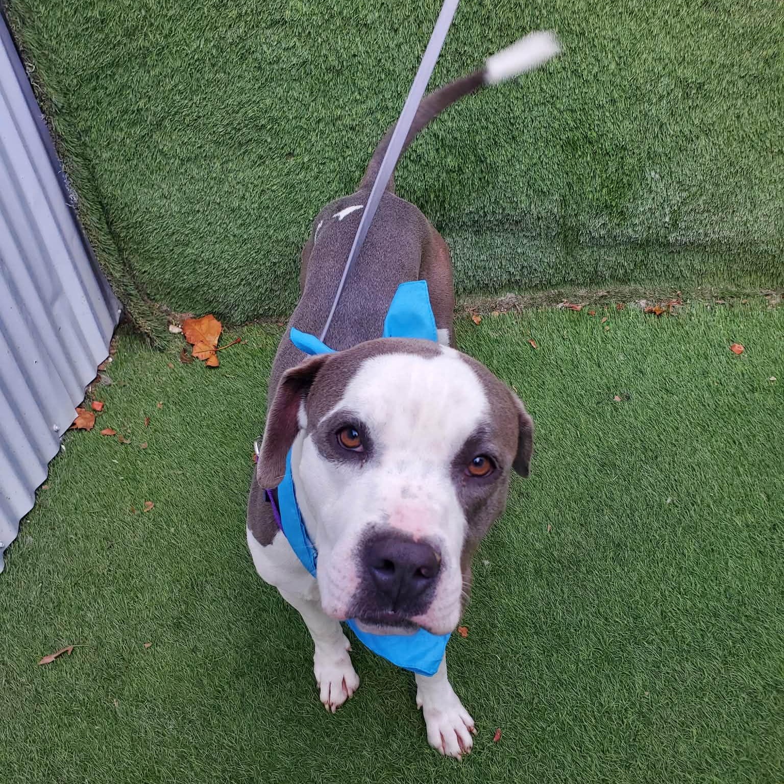 Felix — thumbnail 3