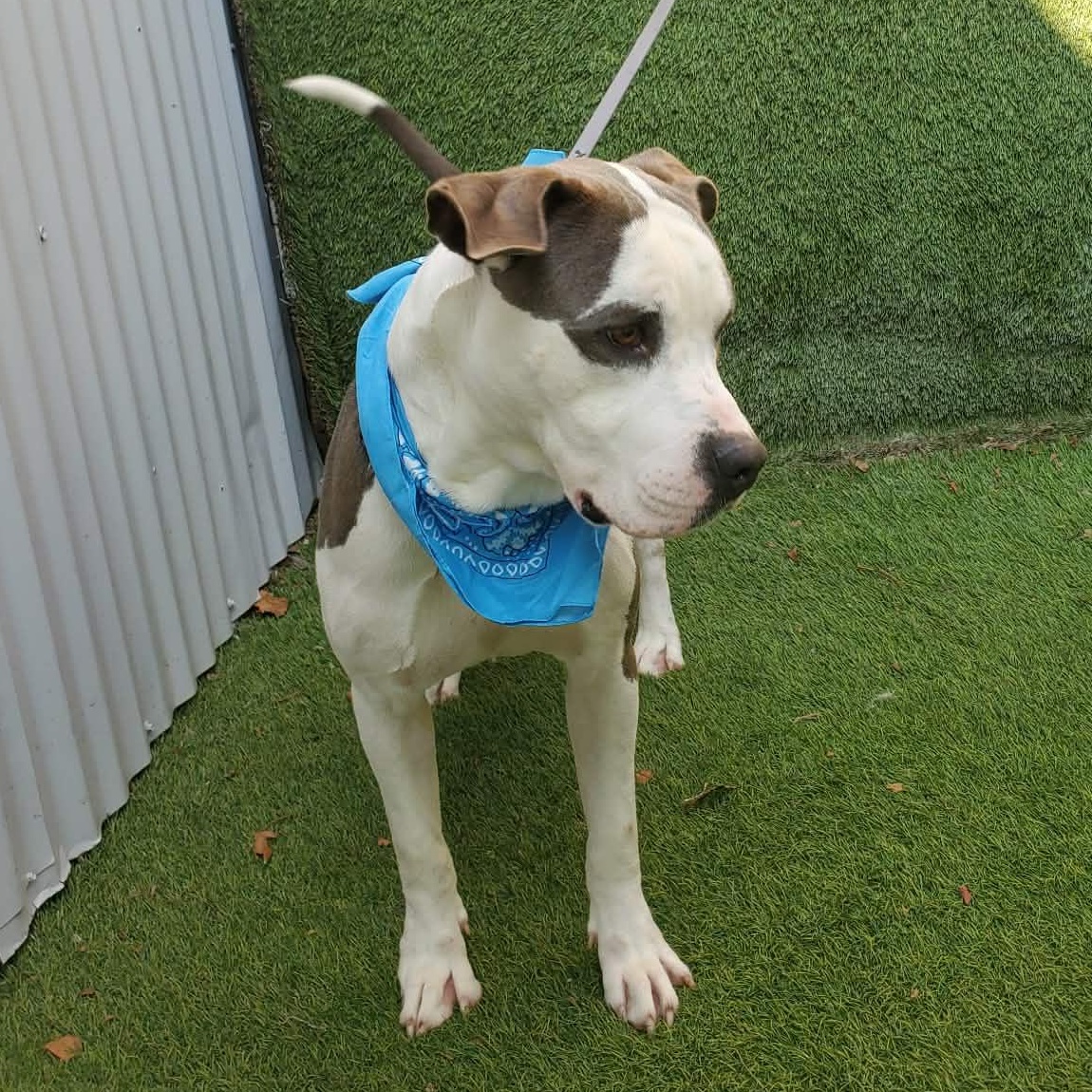 Felix — thumbnail 4