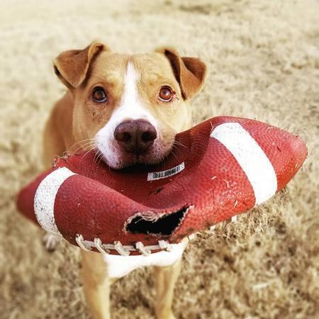 Enlarge Chucky, a Adoptable mixed breed in Lubbock, TX image 1/4