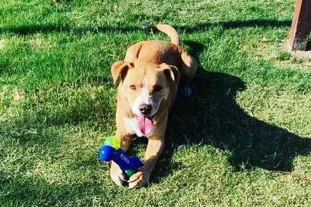 Enlarge Chucky, a Adoptable mixed breed in Lubbock, TX image 2/4