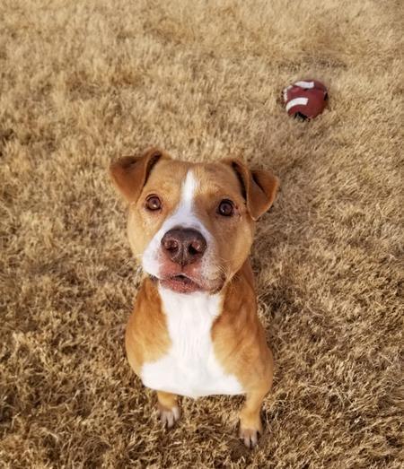 Enlarge Chucky, a Adoptable mixed breed in Lubbock, TX image 3/4
