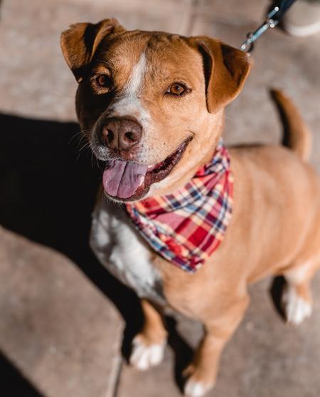 Enlarge Chucky, a Adoptable mixed breed in Lubbock, TX image 4/4