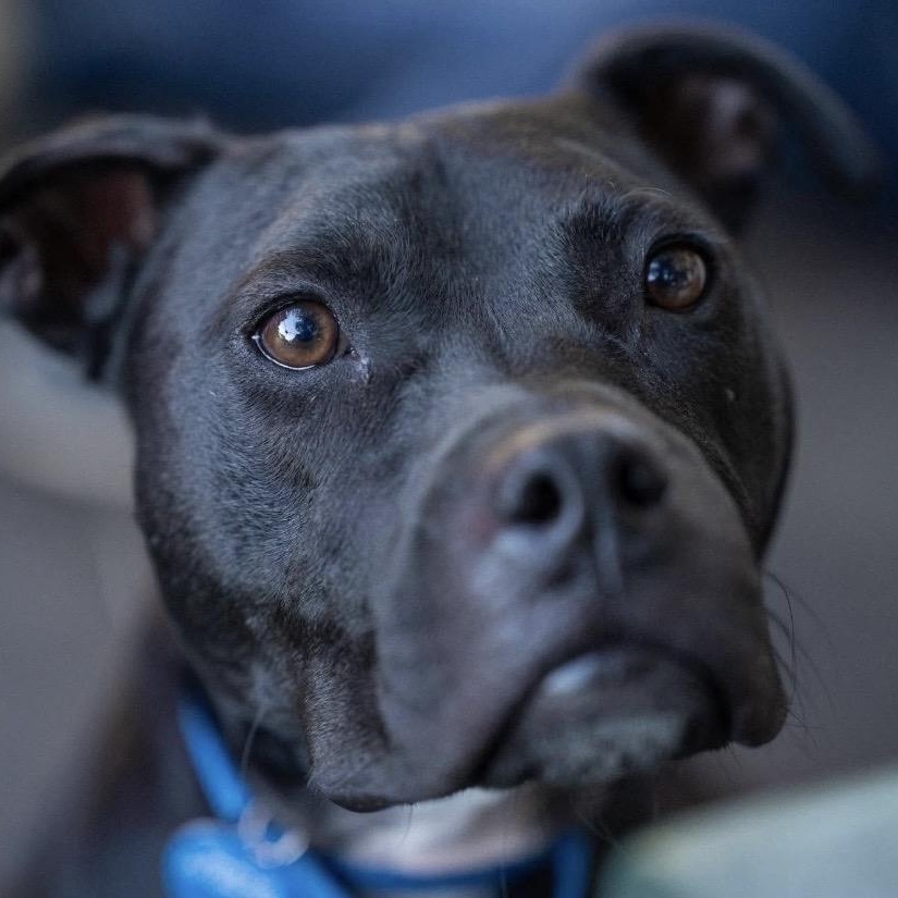 Enlarge Beau, a ADOPTABLE Pit Bull Terrier in Santa Rosa, CA image 4/4