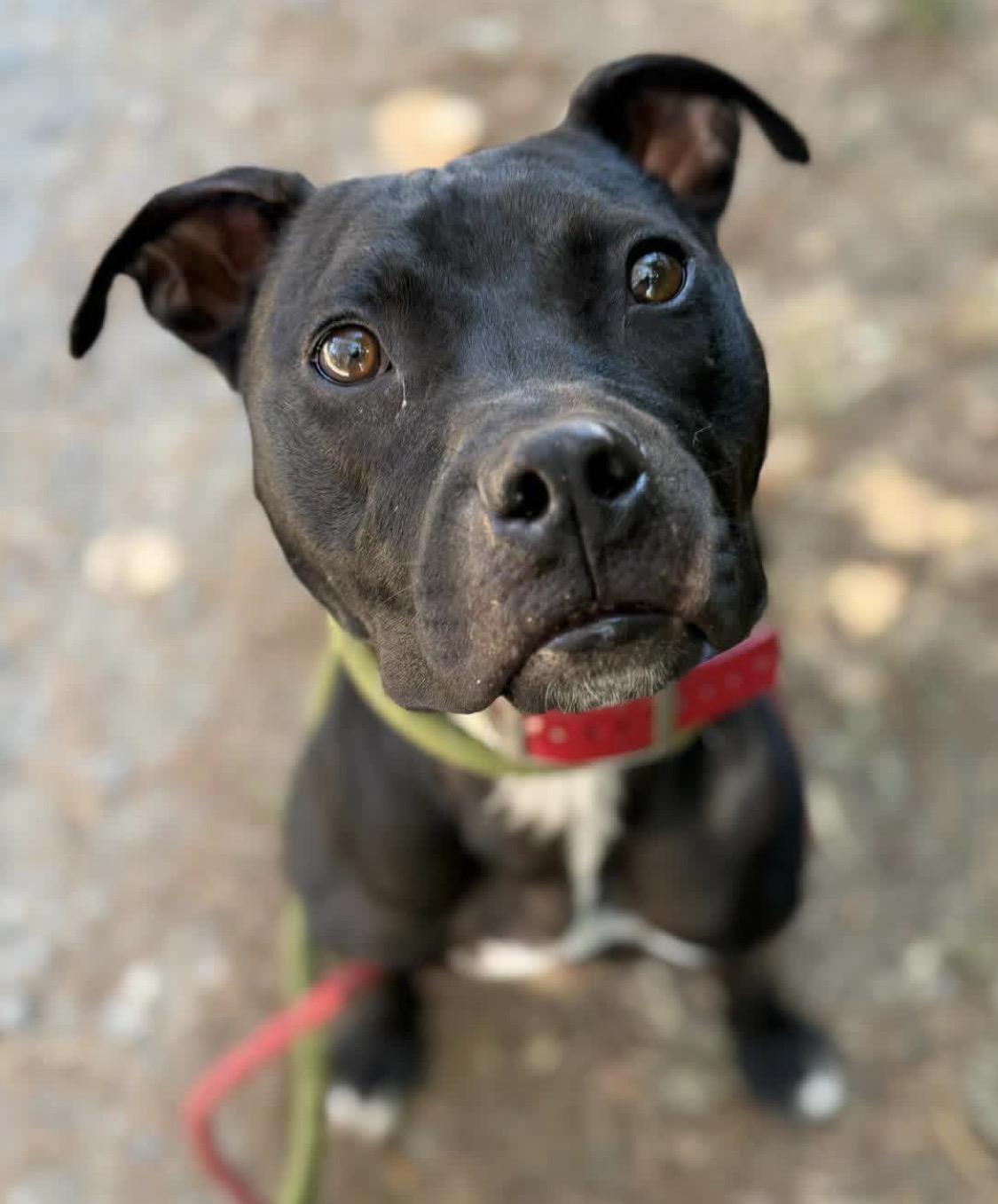 Enlarge Beau, a ADOPTABLE Pit Bull Terrier in Santa Rosa, CA image 3/4