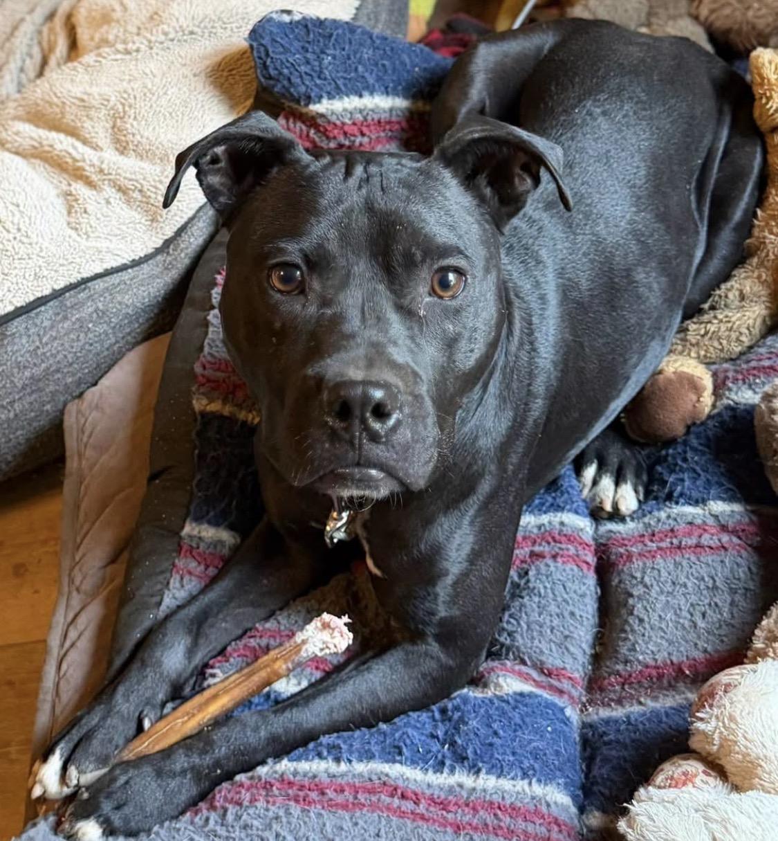 Enlarge Beau, a ADOPTABLE Pit Bull Terrier in Santa Rosa, CA image 2/4