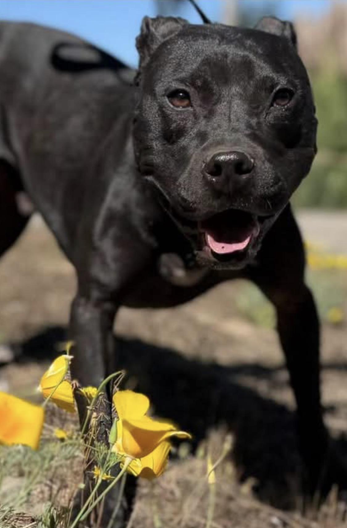 Enlarge Beau, a ADOPTABLE Pit Bull Terrier in Santa Rosa, CA image 1/4
