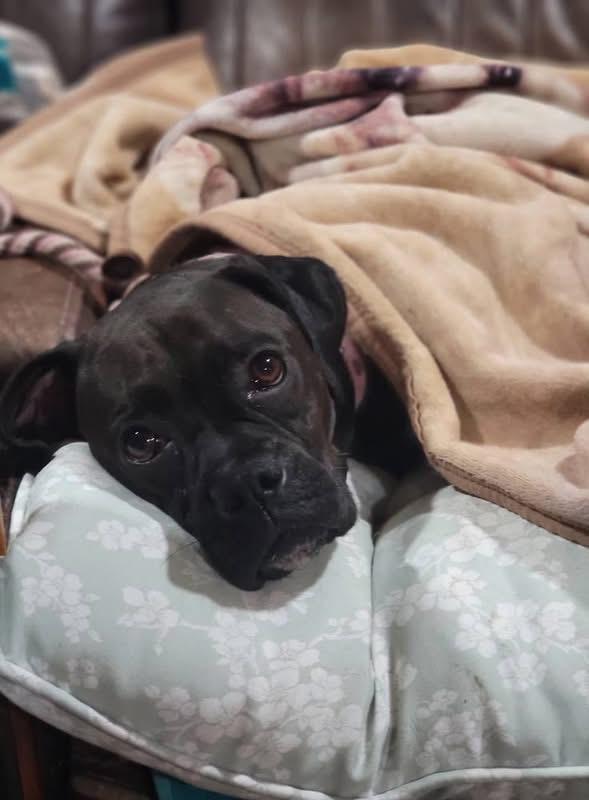 Bristol, an adopted Boxer in Fountaintown, IN image 3/4