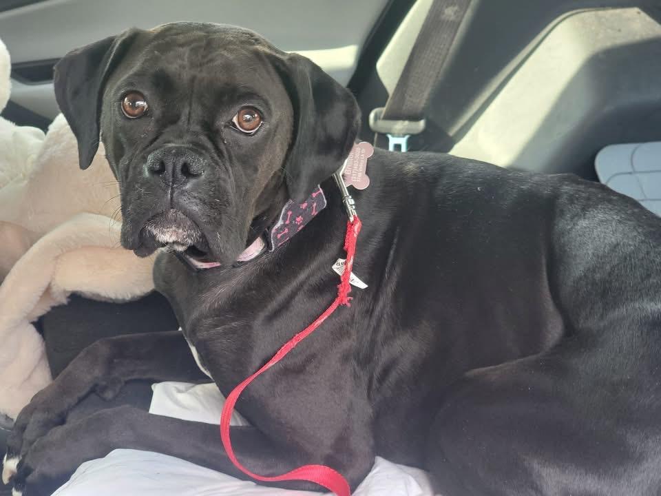 Bristol, an adopted Boxer in Fountaintown, IN image 1/4
