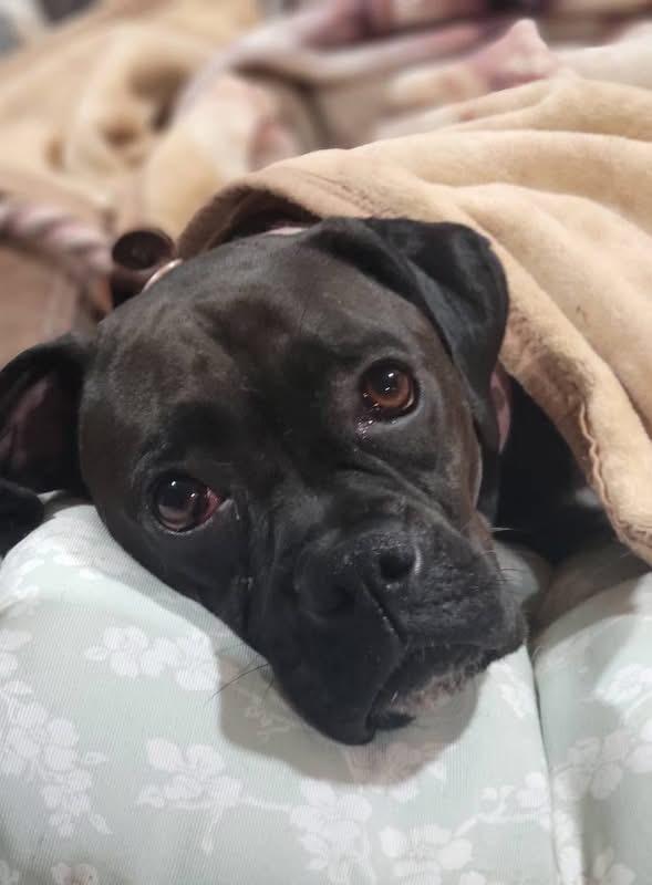 Bristol, an adopted Boxer in Fountaintown, IN image 4/4