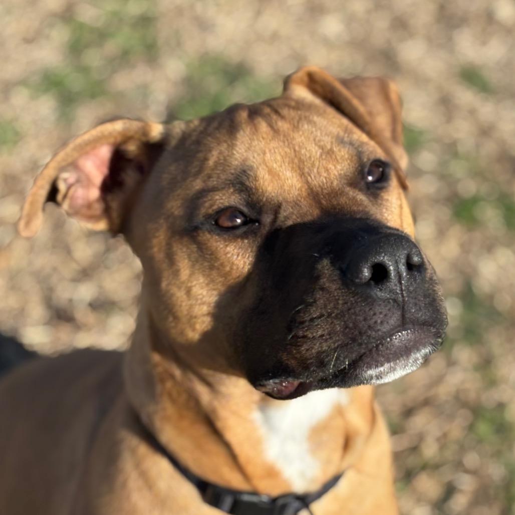 Odie, Adoptable, Young Male Boxer & Mixed Breed.