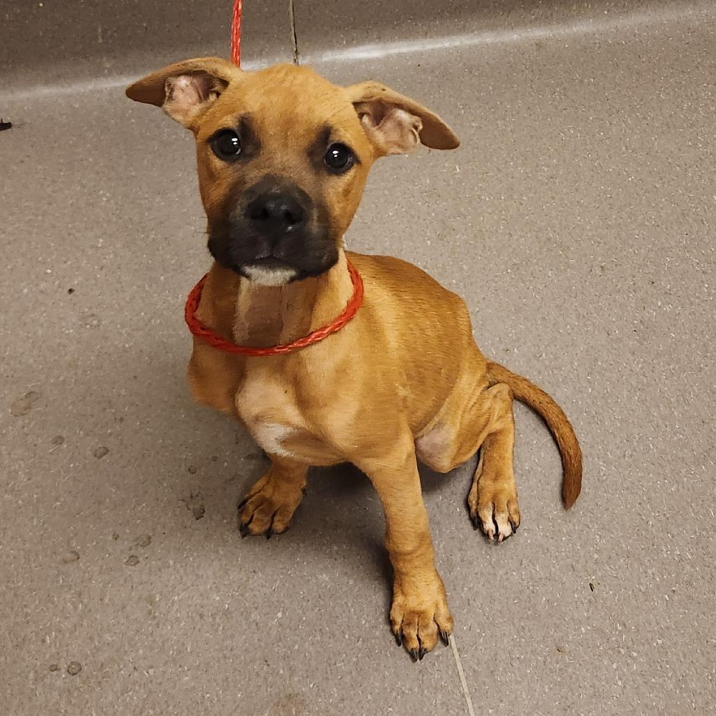 Enlarge Odie, a Adoptable mixed breed in Norman, OK image 2/6