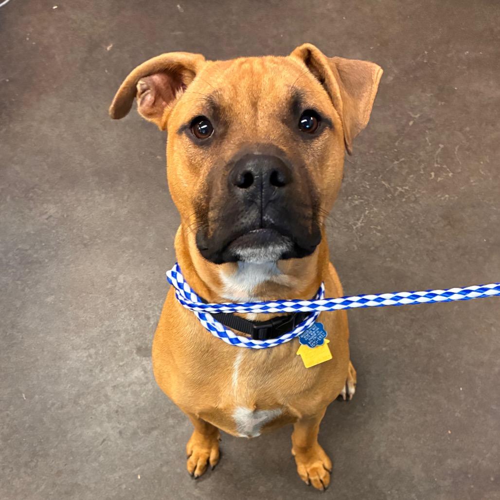 Enlarge Odie, a Adoptable mixed breed in Norman, OK image 3/6