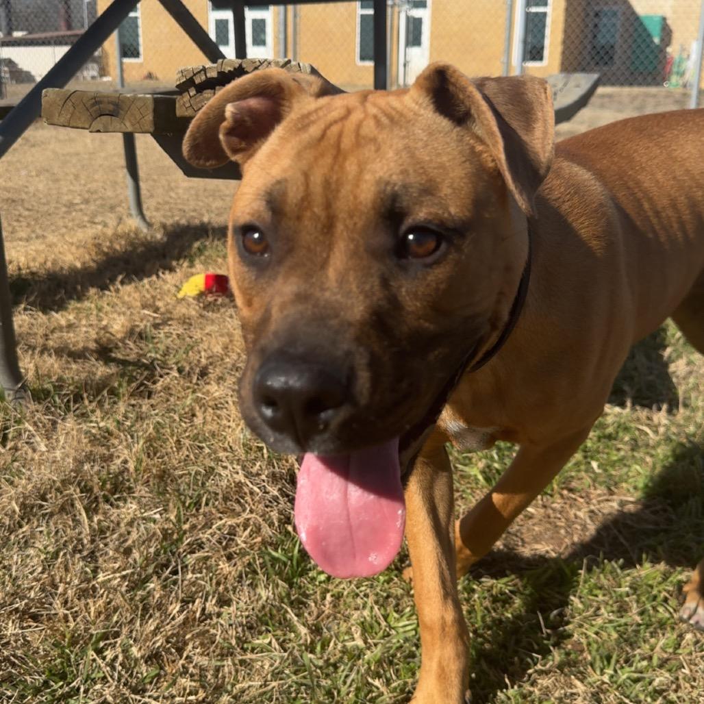 Enlarge Odie, a Adoptable mixed breed in Norman, OK image 4/6