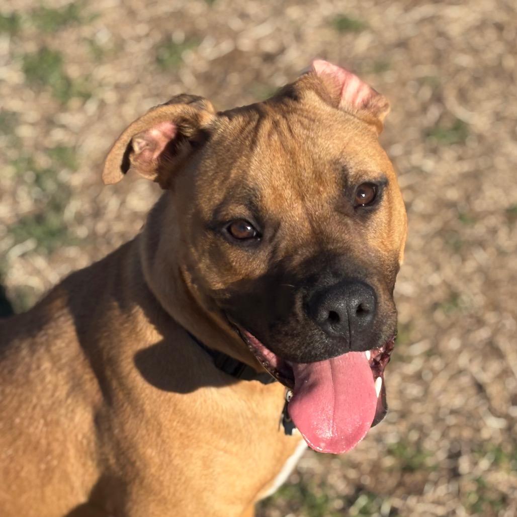 Enlarge Odie, a Adoptable mixed breed in Norman, OK image 5/6