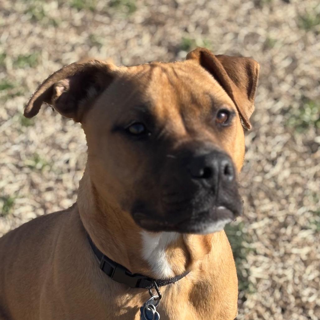 Enlarge Odie, a Adoptable mixed breed in Norman, OK image 6/6